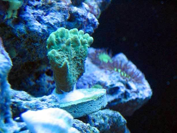 green_montipora_altasepta.jpg