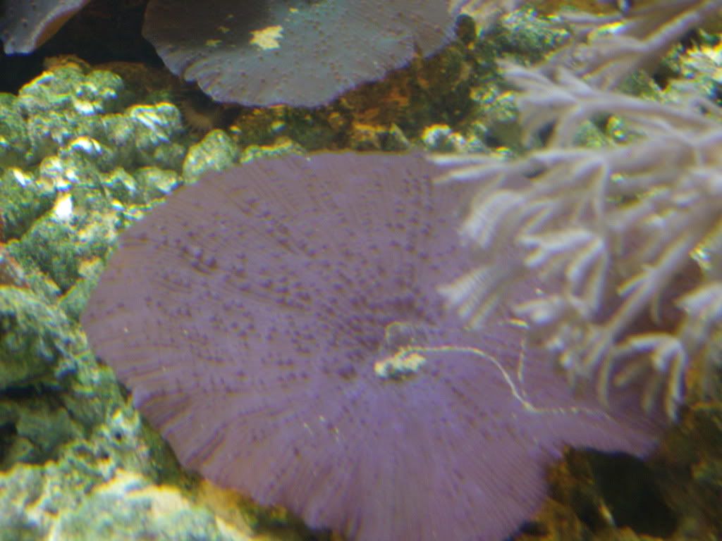 jayfish148.jpg