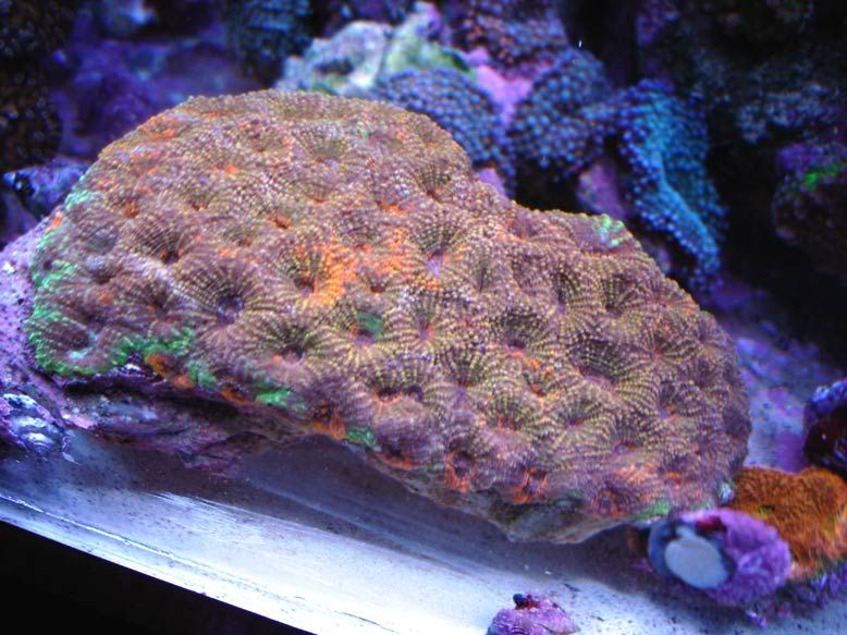 new-acan-echanita-oct-05b.jpg