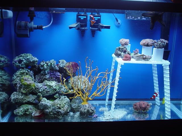 coral116.jpg