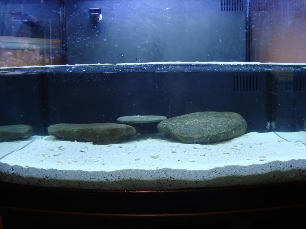 29gallonplantedtankstart003.jpg
