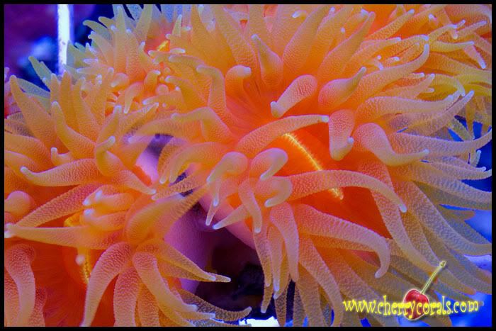 NewCoral_32copy.jpg