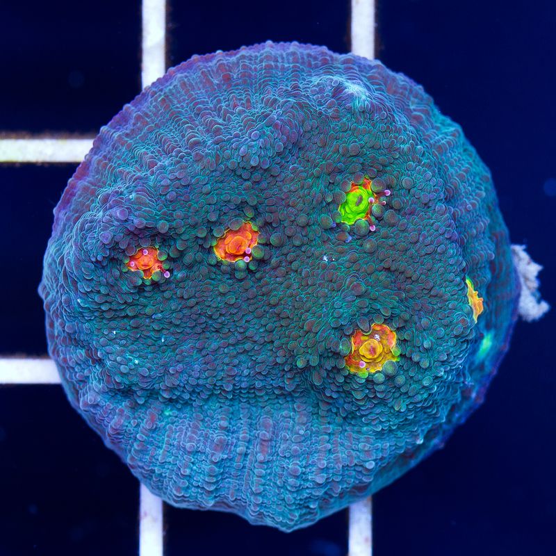 newcoral031b.jpg