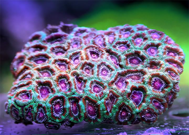 purplegreenred.jpg