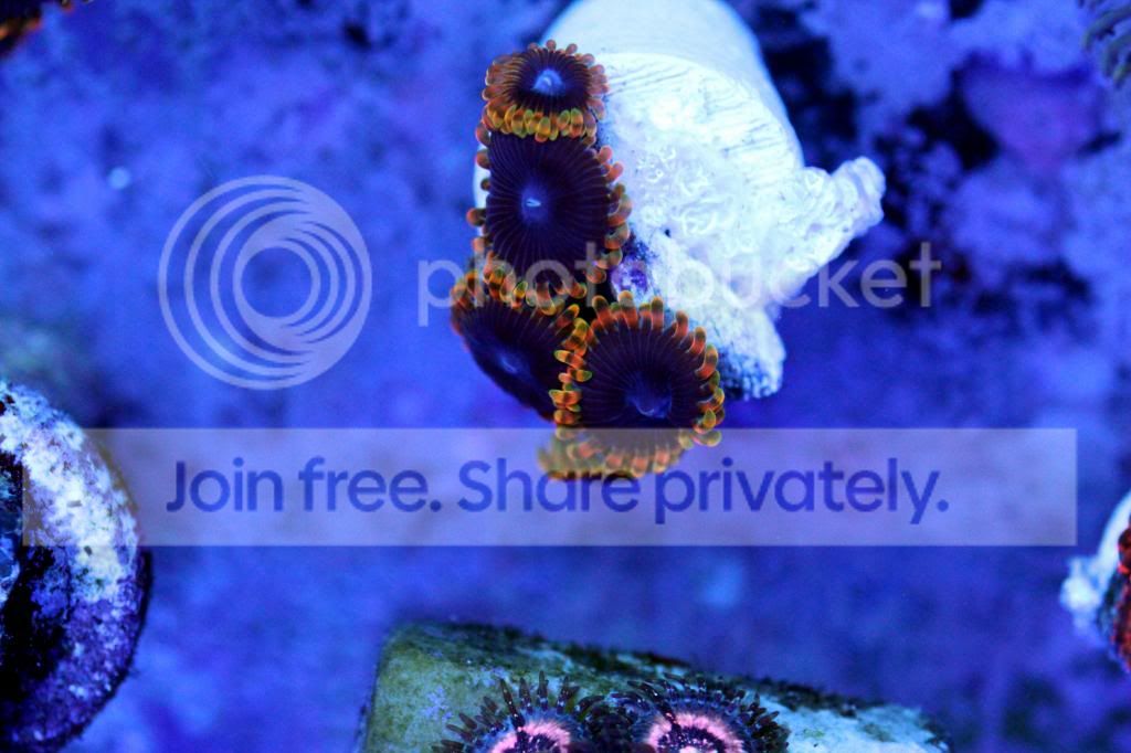 IMG_5397_zps136671dd.jpg