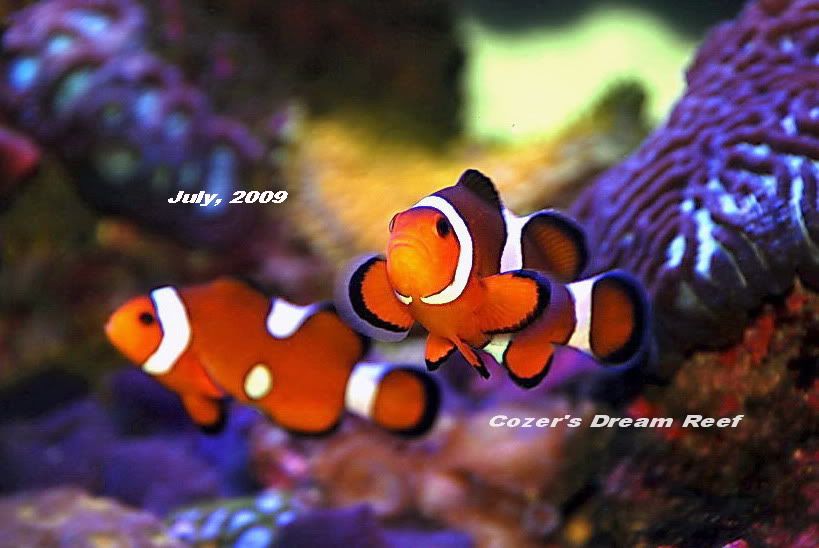 Clownfish-1.jpg