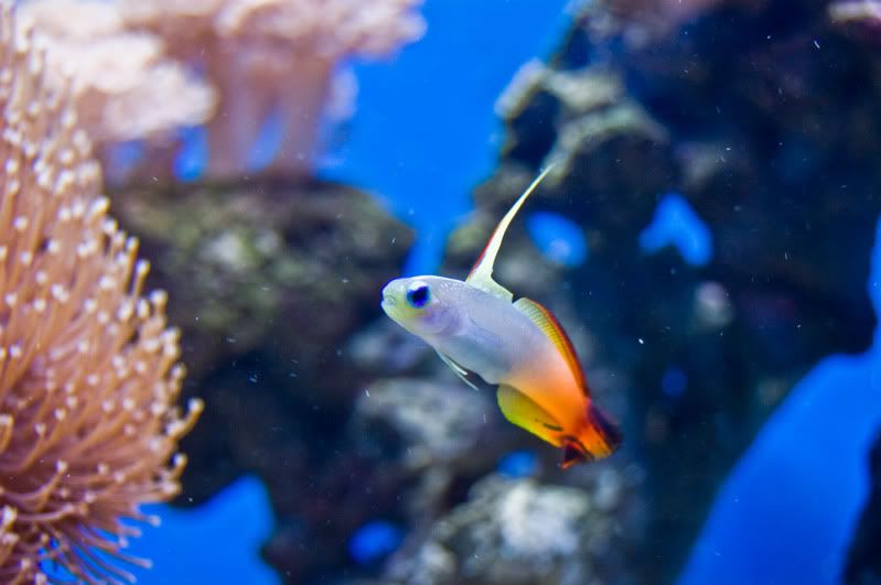 firefish.jpg