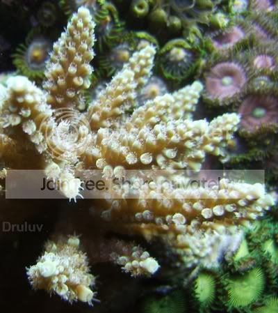 Resized_CROP-Aqua_1_07_Unknown.jpg