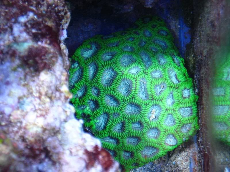 reef2reef.jpg