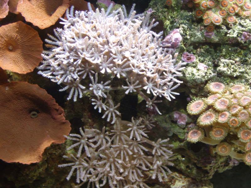 jayfish025.jpg