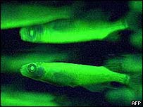 _39215888_fish203ar.jpg