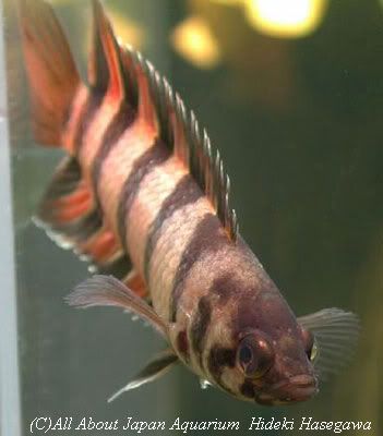 Microctenopomaansorgii.jpg