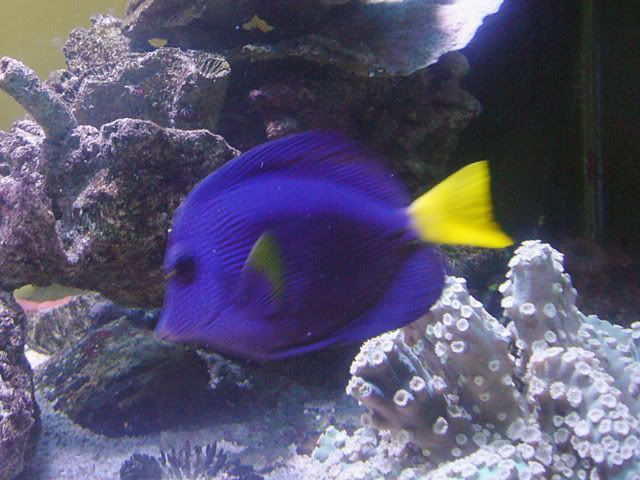 PurpleTang.jpg