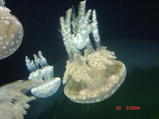 DSC01473.jpg