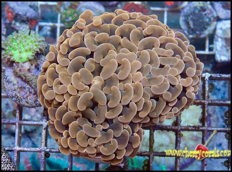 NewCorals300_8.jpg