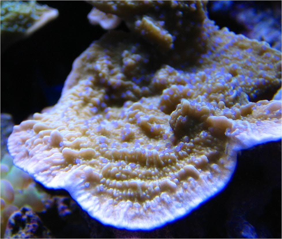 Purplepolypcap.jpg