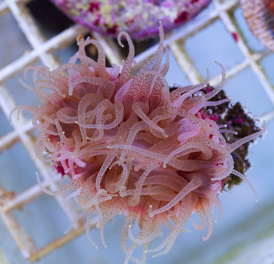 A-new-coral_27-2.jpg
