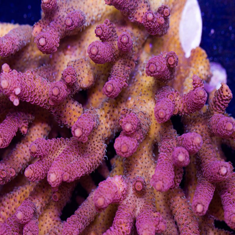 newcoral1591.jpg