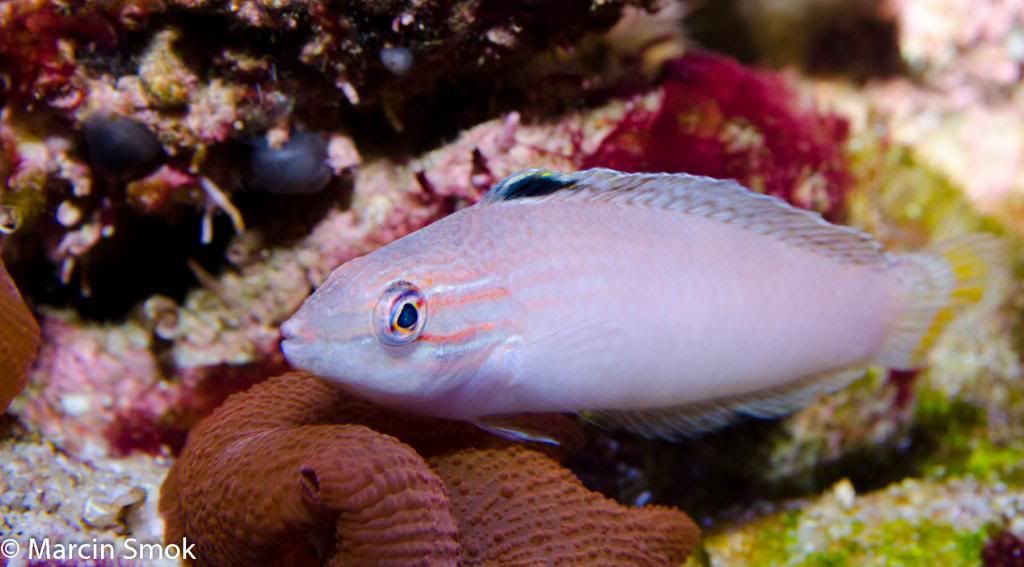 pinkwrasse_zps5f0d8f00.jpg