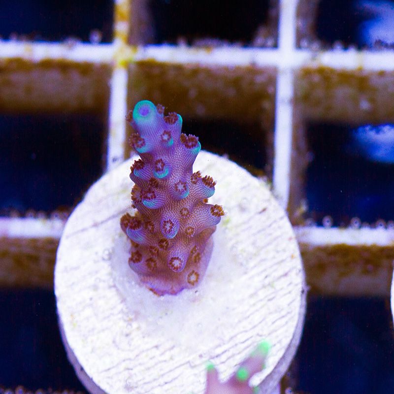 newcorals-3054b.jpg~original