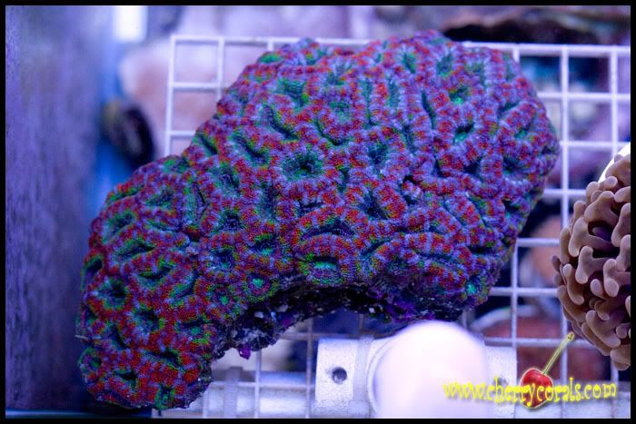 NewCoral_6copy.jpg