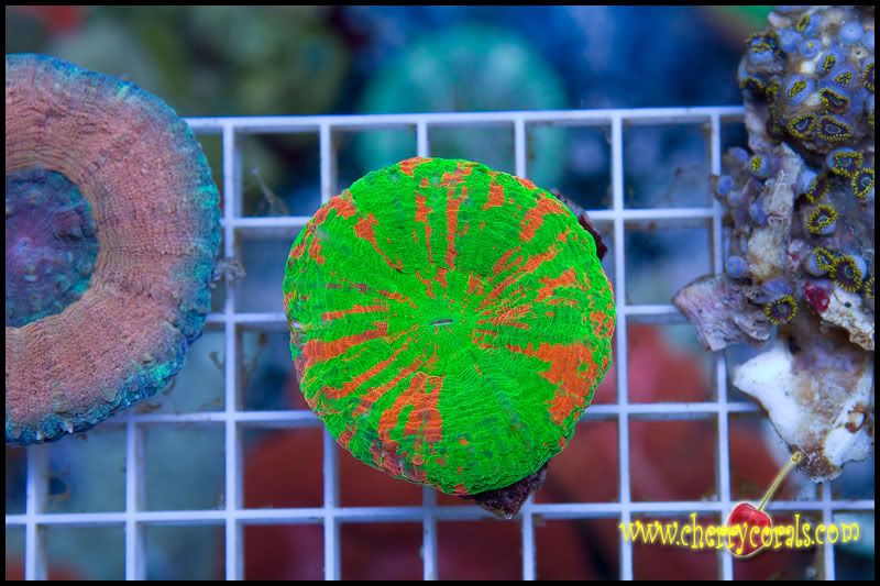 anewcoral_4.jpg