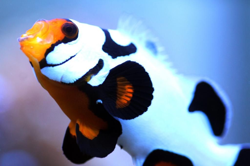 smor8.jpg