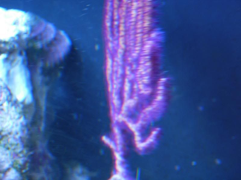 purpseafan.jpg