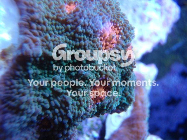 P3120028_zps6e701f70.jpg
