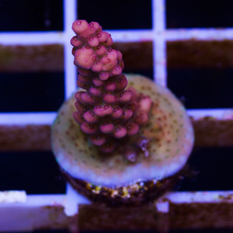newcoral1174b.jpg