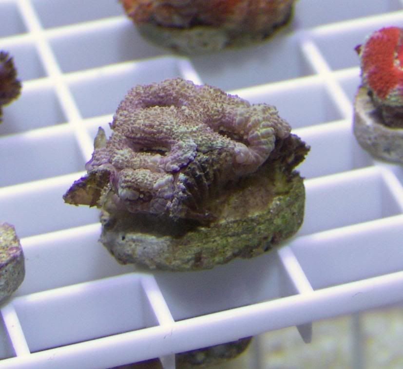 purpleacan.jpg