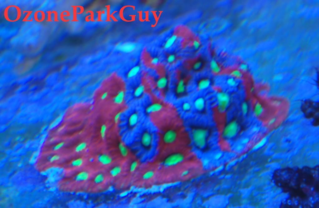 Pics008.jpg
