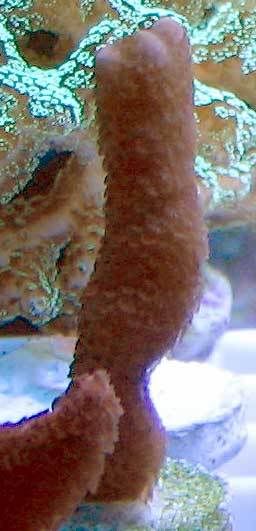 orange_montipora_digitata.jpg