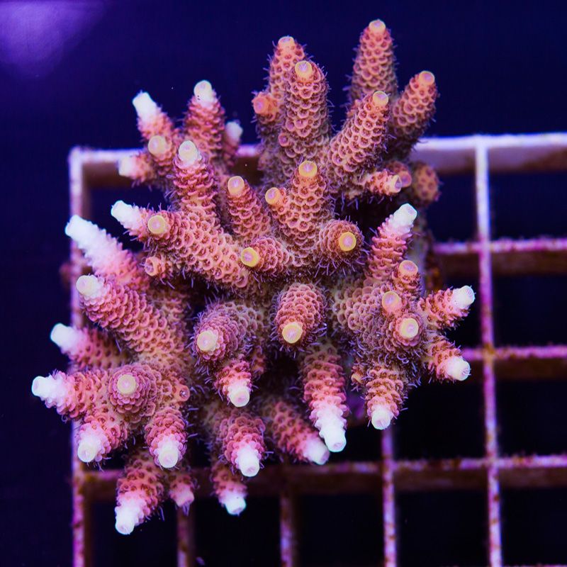 newcorals679b.jpg