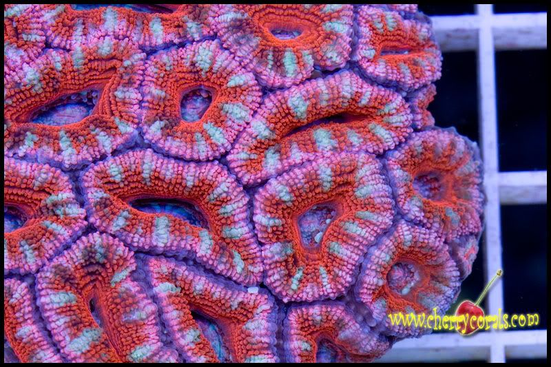 NewCorals200copy.jpg