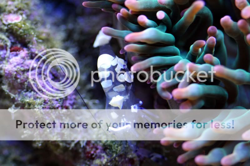 anemoneshrimp3.jpg