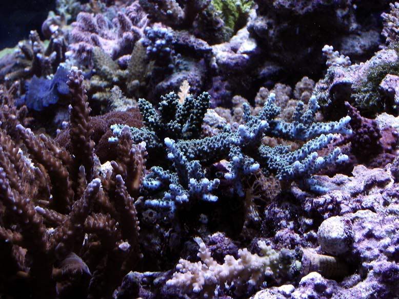 insignis-2-06.jpg