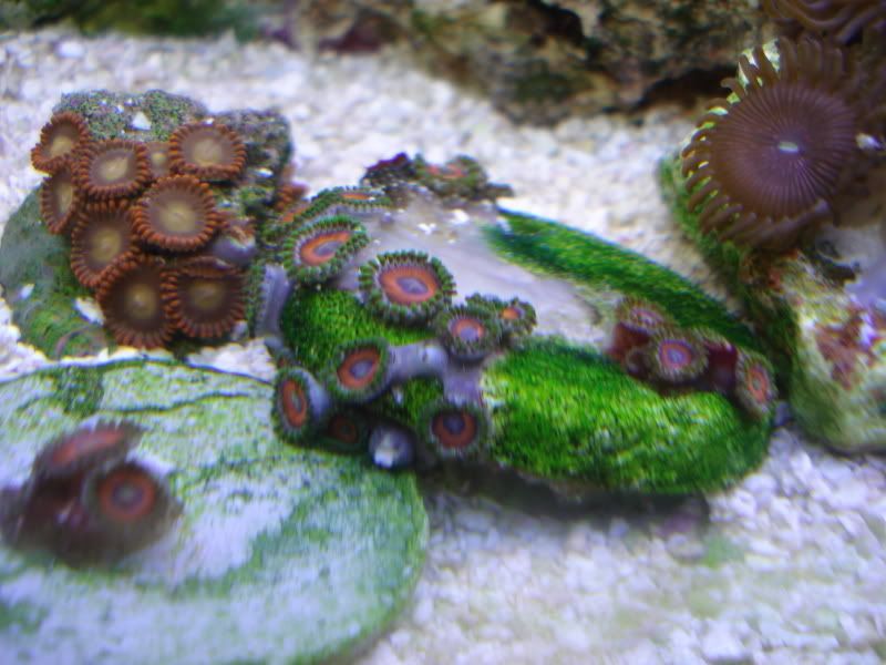 fishtank4-09007.jpg