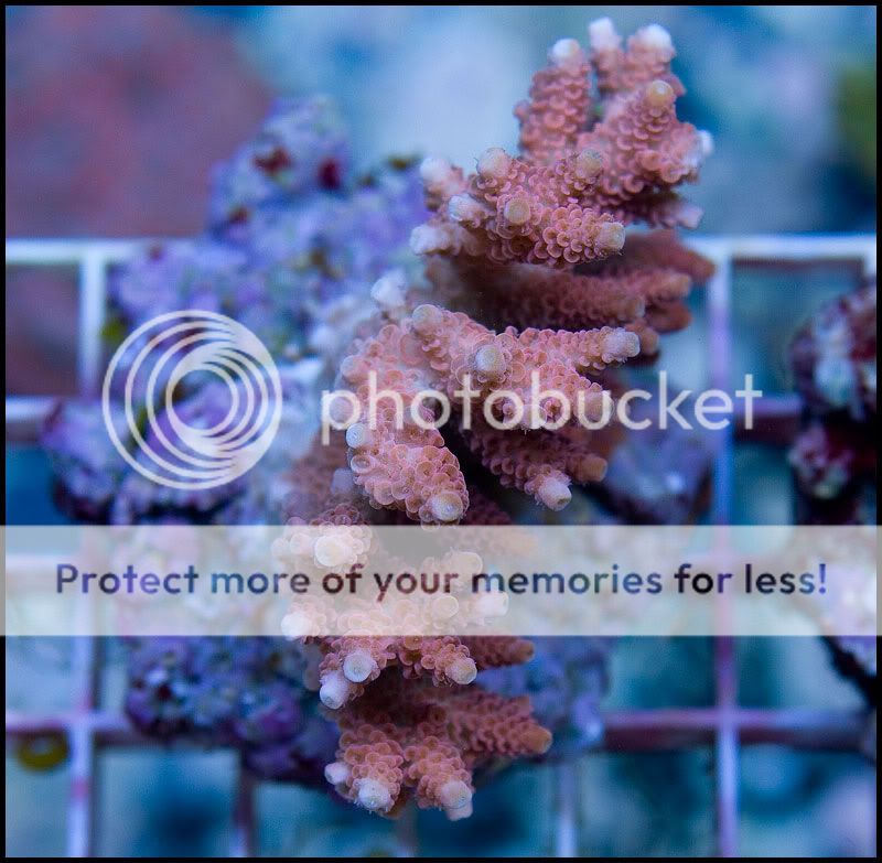 anewcoral_48.jpg