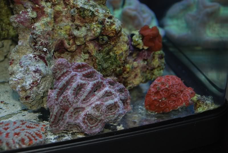 acan3.jpg