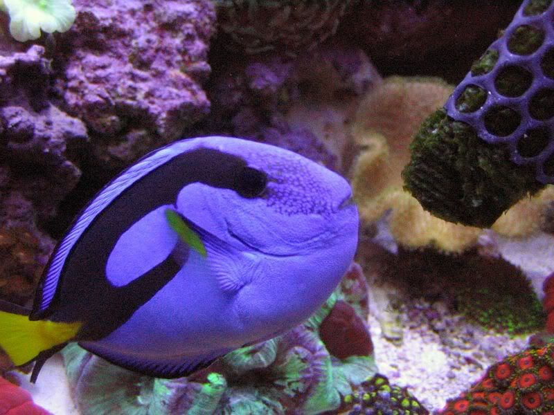 65g_fish017.jpg