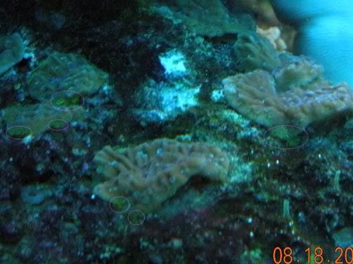 C-8-18-11circ.jpg