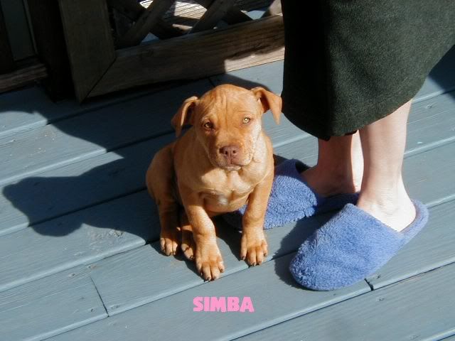 SIMBA.jpg