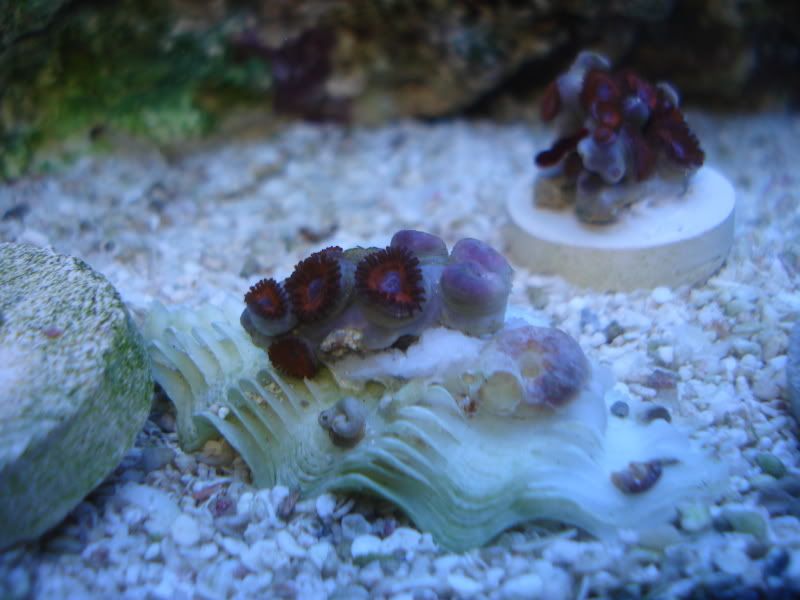 fish4-09088.jpg