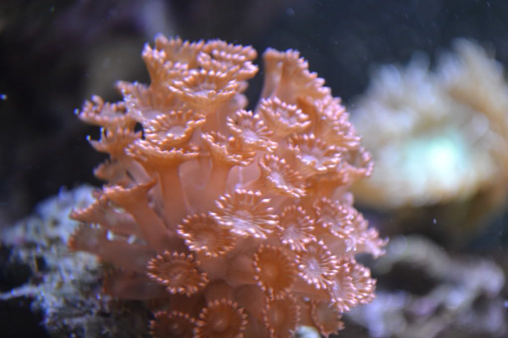 DSC_0021-1.jpg