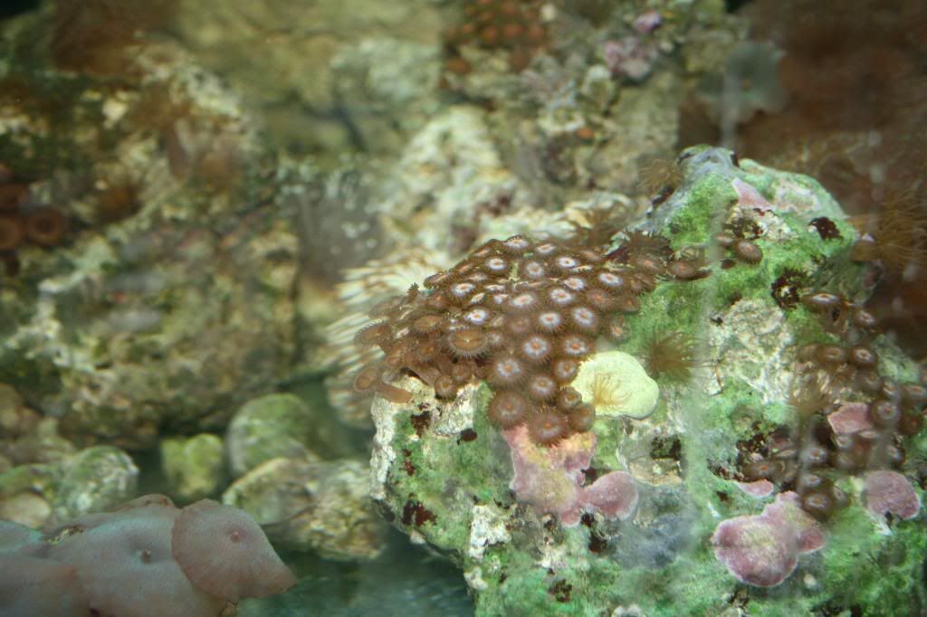 saleoffishes012.jpg