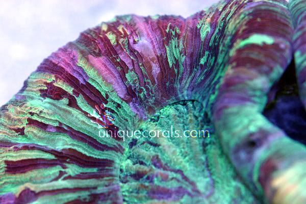 rainbowtrachy_macro3.jpg