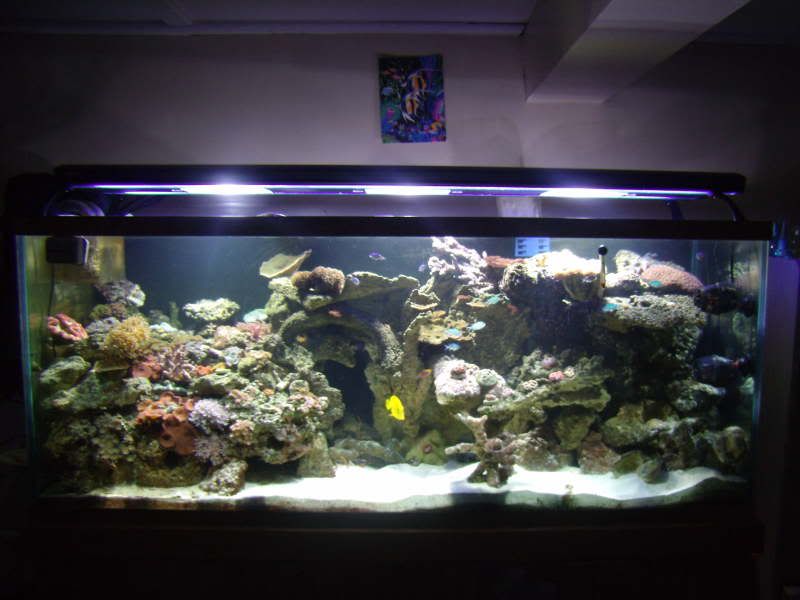 jayfish001-1.jpg