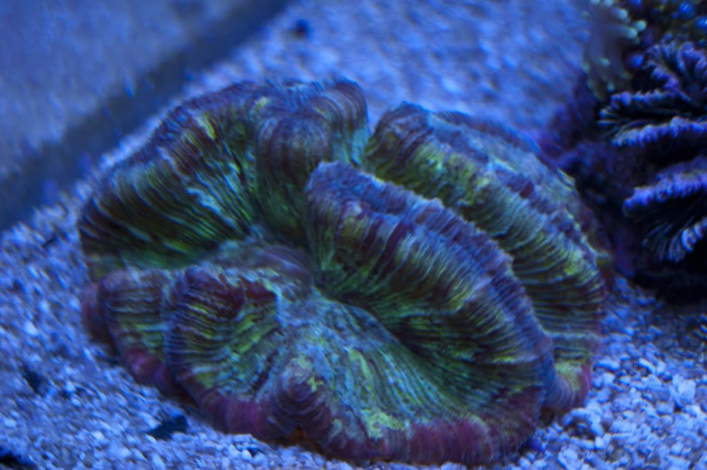 DSC_0078.jpg