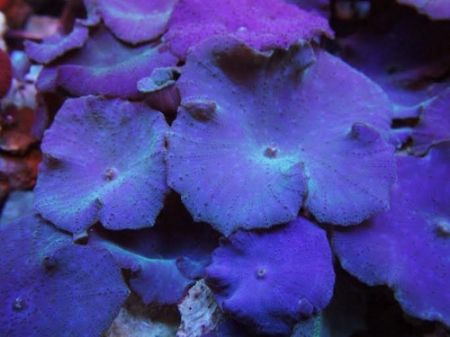 Mushroom_zps9a80abc2.jpg